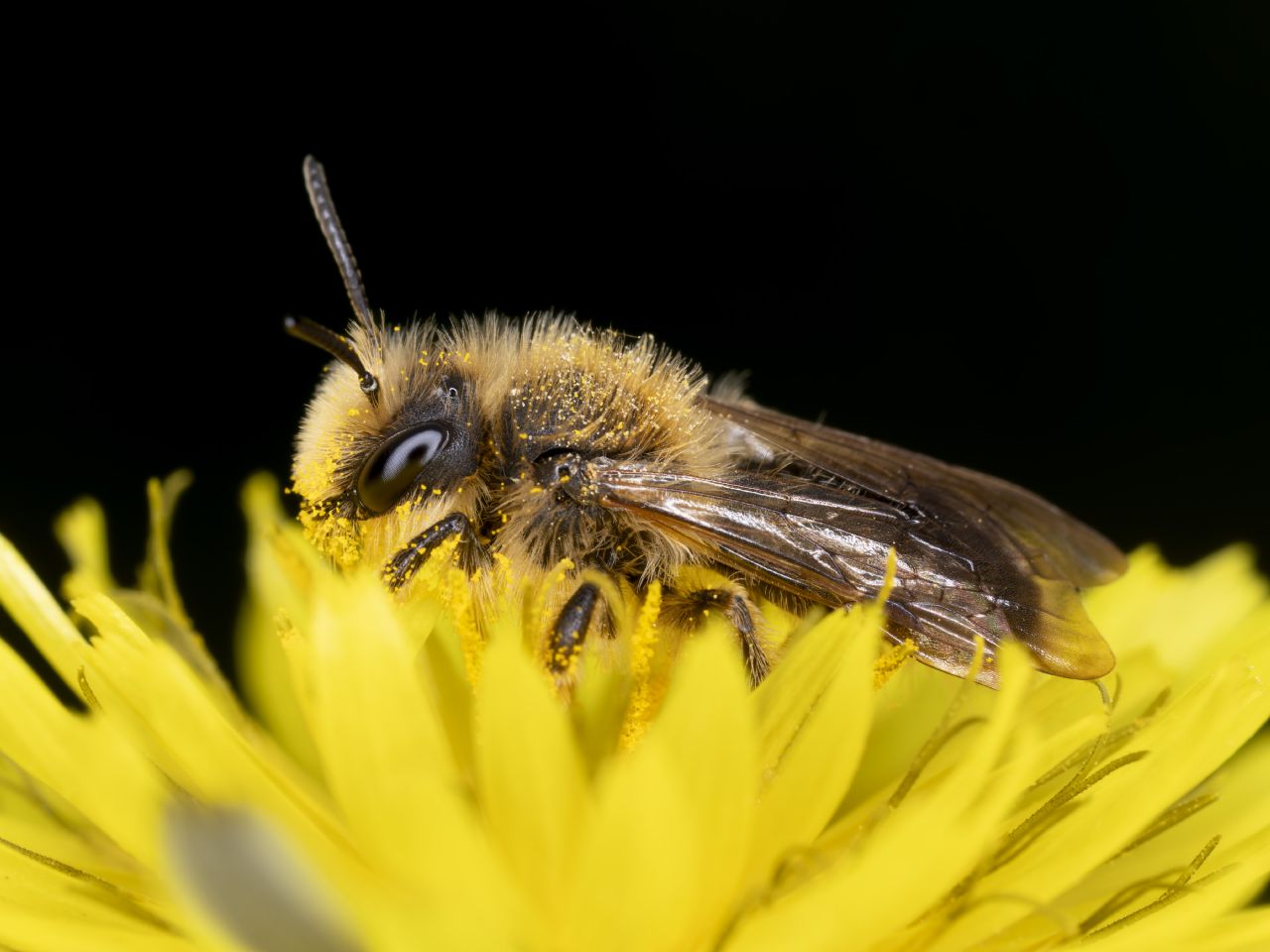 Apide da identificare